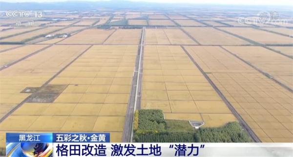 在希望的田野上·丰收中国 | 金黄是丰收的底色 祖国多地秋收忙 在希望的田野上·丰收中国 | 金黄是丰收的底色 祖国多地秋收忙