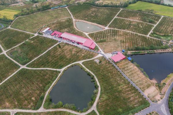 撂荒地变桃园 一抔桃胶话丰收 撂荒地变桃园 一抔桃胶话丰收