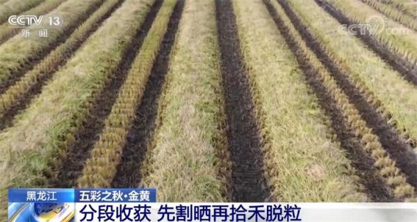 在希望的田野上·丰收中国 | 金黄是丰收的底色 祖国多地秋收忙 在希望的田野上·丰收中国 | 金黄是丰收的底色 祖国多地秋收忙