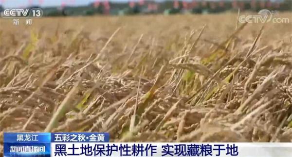 在希望的田野上·丰收中国 | 金黄是丰收的底色 祖国多地秋收忙 在希望的田野上·丰收中国 | 金黄是丰收的底色 祖国多地秋收忙