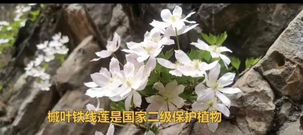 摘一株花还炫耀？刑拘！