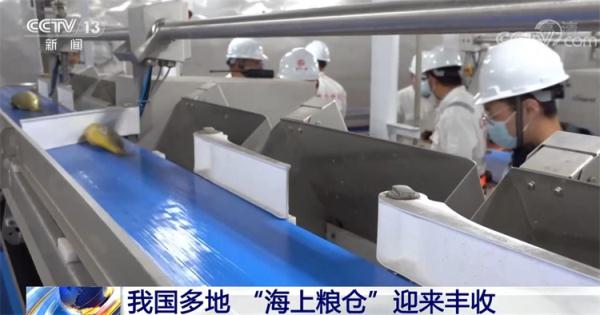 我国多地“海上粮仓”迎丰收 智能化技术填补多项空白 我国多地“海上粮仓”迎丰收 智能化技术填补多项空白