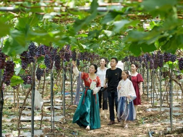 重庆九龙坡：产业融合发展引领都市农业蝶变