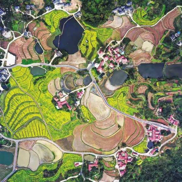 重庆九龙坡：产业融合发展引领都市农业蝶变