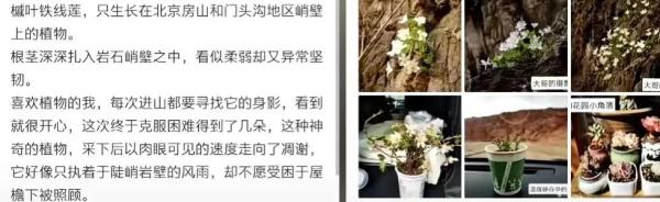 摘一株花还炫耀？刑拘！