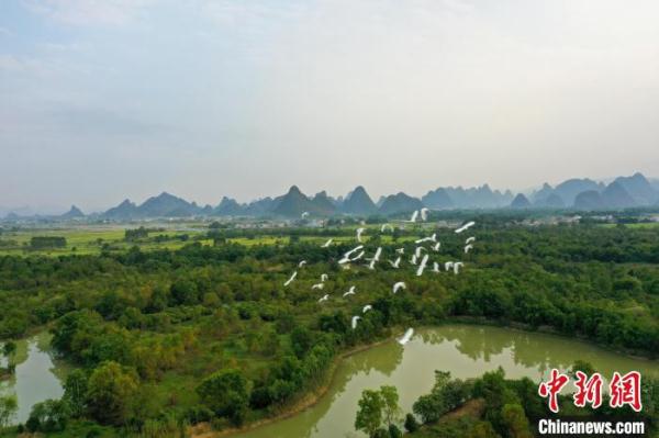 航拍广西桂林“漓江之肾” &nbsp;白鹭与落日齐飞