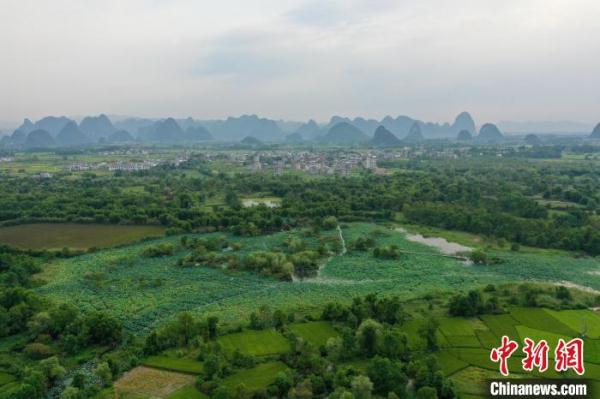 航拍广西桂林“漓江之肾” &nbsp;白鹭与落日齐飞