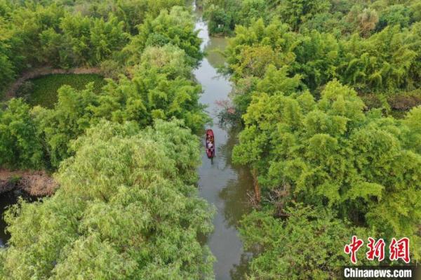 航拍广西桂林“漓江之肾” &nbsp;白鹭与落日齐飞