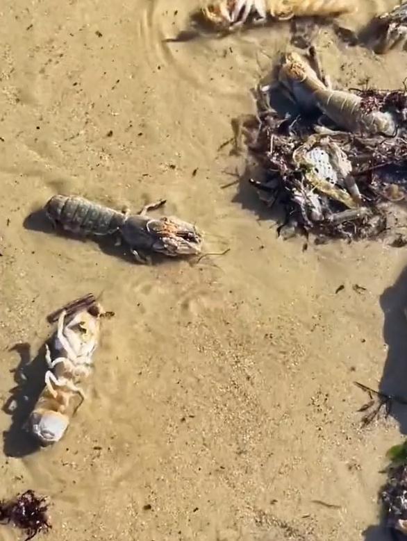 海鲜自由？当地回应海滩现大量海鲜