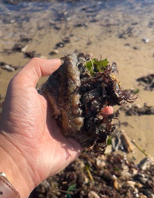 海鲜自由？当地回应海滩现大量海鲜