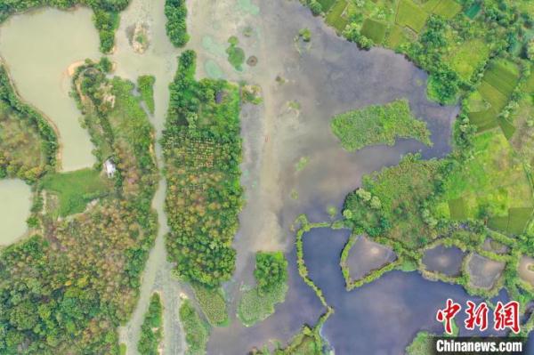 航拍广西桂林“漓江之肾” &nbsp;白鹭与落日齐飞