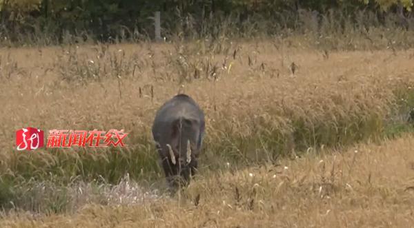 现场画面!600多斤二代野猪发狂,被黑龙江民警当场击毙! 现场画面!600多斤二代野猪发狂,被黑龙江民警当场击毙!