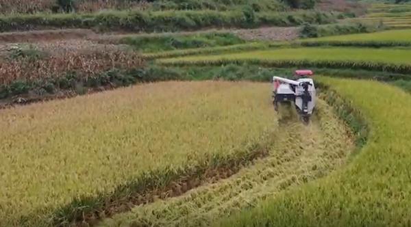 全网点赞!河南父子免费帮贵州老人收割稻谷:老人种粮不容易 全网点赞!河南父子免费帮贵州老人收割稻谷:老人种粮不容易