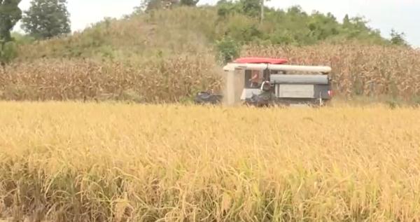 全网点赞!河南父子免费帮贵州老人收割稻谷:老人种粮不容易 全网点赞!河南父子免费帮贵州老人收割稻谷:老人种粮不容易