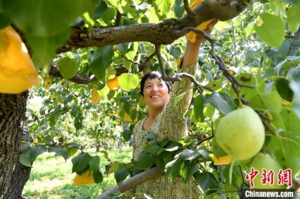 河北阜城“科技兴果” 4万亩鸭梨远销海外年产值达4亿元