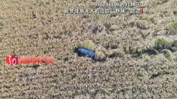 现场画面!600多斤二代野猪发狂,被黑龙江民警当场击毙! 现场画面!600多斤二代野猪发狂,被黑龙江民警当场击毙!