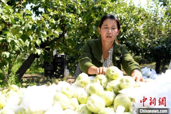 河北阜城“科技兴果” 4万亩鸭梨远销海外年产值达4亿元
