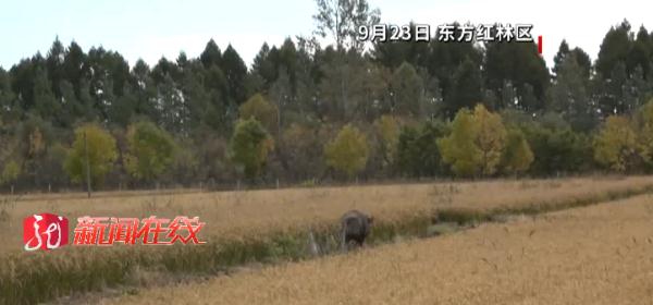 现场画面!600多斤二代野猪发狂,被黑龙江民警当场击毙! 现场画面!600多斤二代野猪发狂,被黑龙江民警当场击毙!