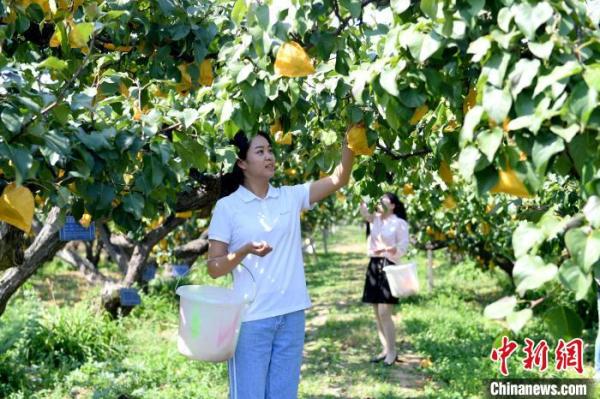 河北阜城“科技兴果” 4万亩鸭梨远销海外年产值达4亿元