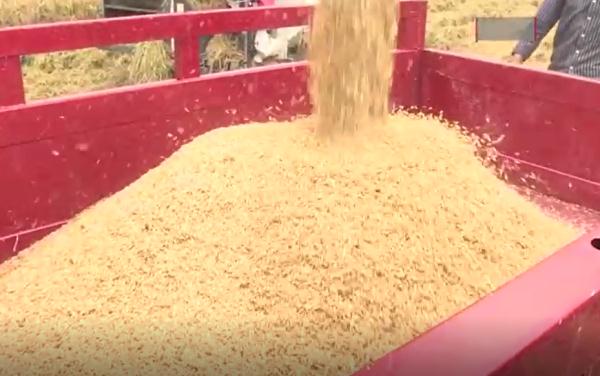 全网点赞!河南父子免费帮贵州老人收割稻谷:老人种粮不容易 全网点赞!河南父子免费帮贵州老人收割稻谷:老人种粮不容易