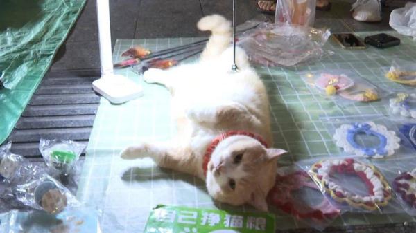 猫咪“摆烂式”营业走红！女子记录摆摊日常吸粉无数