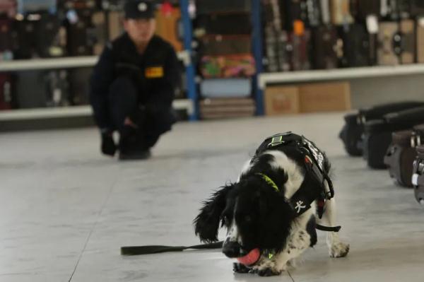 看!“汪汪队”这样守护国门 看!“汪汪队”这样守护国门