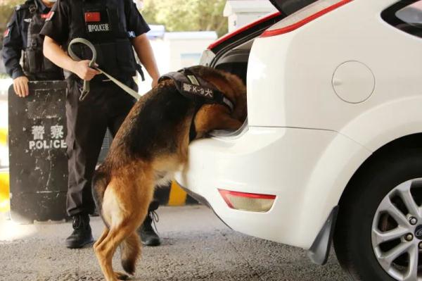 看!“汪汪队”这样守护国门 看!“汪汪队”这样守护国门