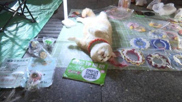 猫咪“摆烂式”营业走红！女子记录摆摊日常吸粉无数