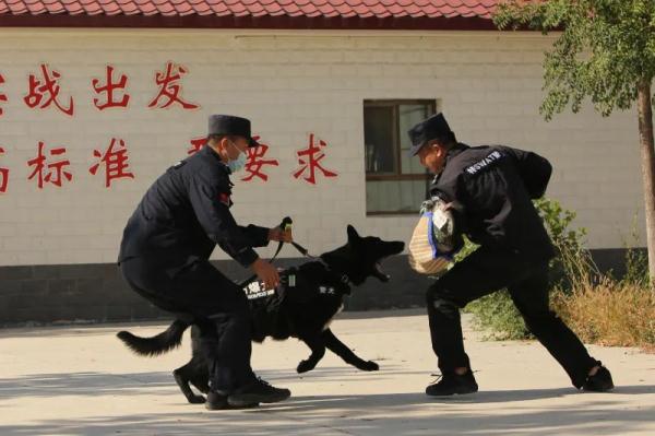 看!“汪汪队”这样守护国门 看!“汪汪队”这样守护国门