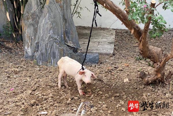 小猪从车上掉落流浪  民警助其找到主人