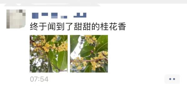 上海又刷新“纪录”，桂花花期这几年为何乱了？国庆将迎来最佳赏桂期→