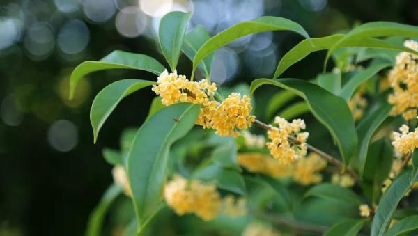 上海又刷新“纪录”，桂花花期这几年为何乱了？国庆将迎来最佳赏桂期→