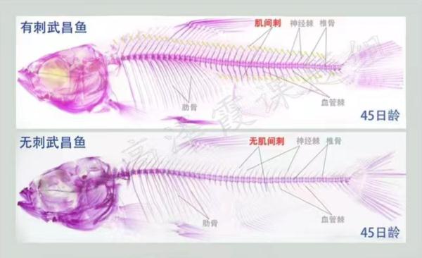 高校团队繁育出无刺武昌鱼！你期待吗