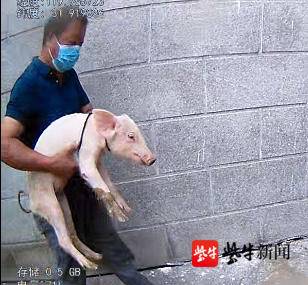 小猪从车上掉落流浪  民警助其找到主人