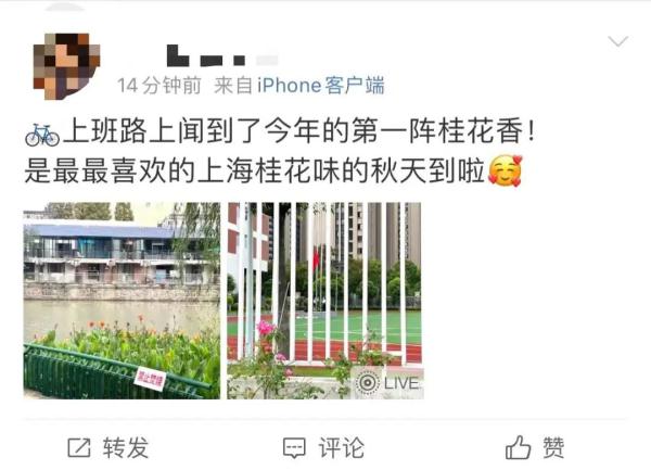 上海又刷新“纪录”，桂花花期这几年为何乱了？国庆将迎来最佳赏桂期→