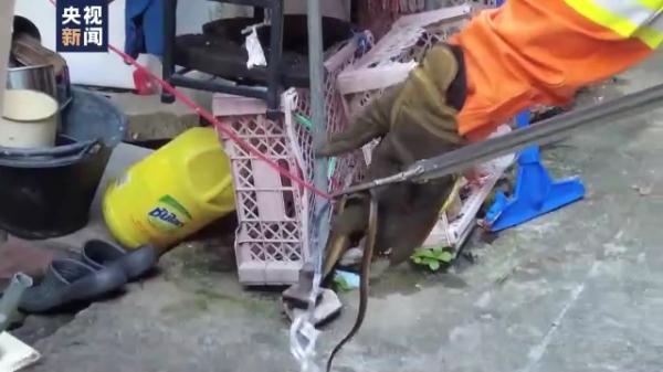泰国曼谷蛇灾严重 总台记者跟拍消防队抓蛇 泰国曼谷蛇灾严重 总台记者跟拍消防队抓蛇