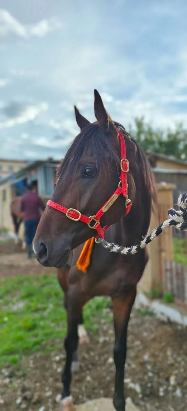 价值28万得奖赛马“走失”，运动员发文求助