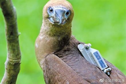 国家二级保护动物红脚鲣鸟和黑冠鳽在深圳放飞 国家二级保护动物红脚鲣鸟和黑冠鳽在深圳放飞
