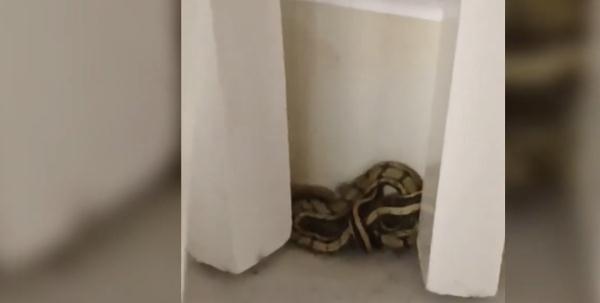警方打开19岁大学生房门惊了：竟有十多条蛇