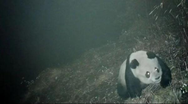 深山追踪大熊猫22年，遗憾未曾谋面