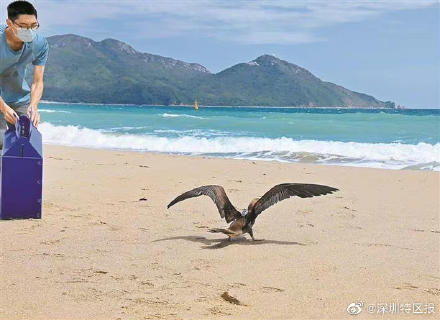 国家二级保护动物红脚鲣鸟和黑冠鳽在深圳放飞 国家二级保护动物红脚鲣鸟和黑冠鳽在深圳放飞