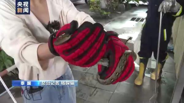 泰国曼谷蛇灾严重 总台记者跟拍消防队抓蛇 泰国曼谷蛇灾严重 总台记者跟拍消防队抓蛇