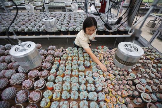 常州武进:花木产业的乡村振兴路越走越宽 常州武进:花木产业的乡村振兴路越走越宽