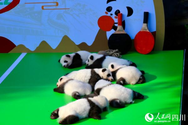超萌预警！2022级新生大熊猫宝宝集体亮相