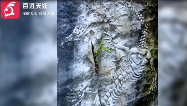 贵州一公园惊现2亿年前“贵州龙”化石？真实情况是……