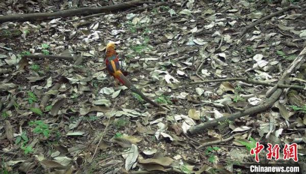 四川小寨子沟国家级自然保护区多次拍到大熊猫以及其他野生动物的身影