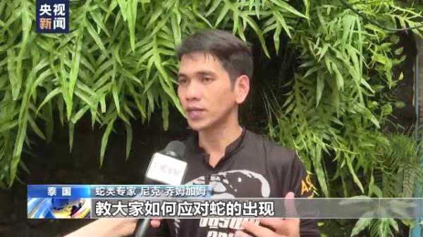 泰国曼谷蛇灾严重 总台记者跟拍消防队抓蛇 泰国曼谷蛇灾严重 总台记者跟拍消防队抓蛇