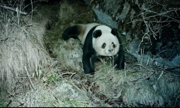 深山追踪大熊猫22年，遗憾未曾谋面