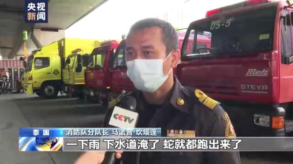 泰国曼谷蛇灾严重 总台记者跟拍消防队抓蛇 泰国曼谷蛇灾严重 总台记者跟拍消防队抓蛇