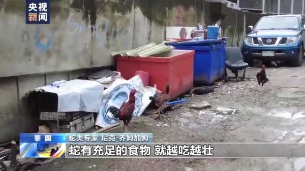 泰国曼谷蛇灾严重 总台记者跟拍消防队抓蛇 泰国曼谷蛇灾严重 总台记者跟拍消防队抓蛇